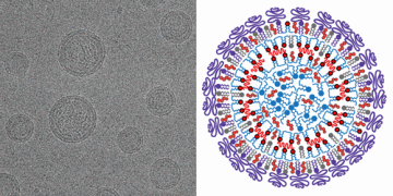 Lipid Nanoparticles imaged at HRMEM