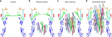 Near Atomic Cryo-EM Structure of the Type III Secretion System