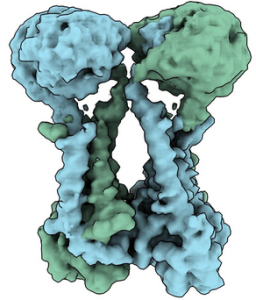 Jan et al. solved the challenging structure of BlaR1, a major mechanism for bacterial resistance (2023)