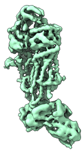 Structure of human ABCA4, a crucial transporter for ocular function in complex with AMP-PNP, was determined by Scortecci et al. (2021)