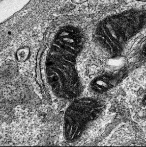 Novel analysis tool (MCS-DETECT) to study mitochondria–ER contacts by  Cardoen et al. yields stunning insights into cell membrane behaviour (2023)